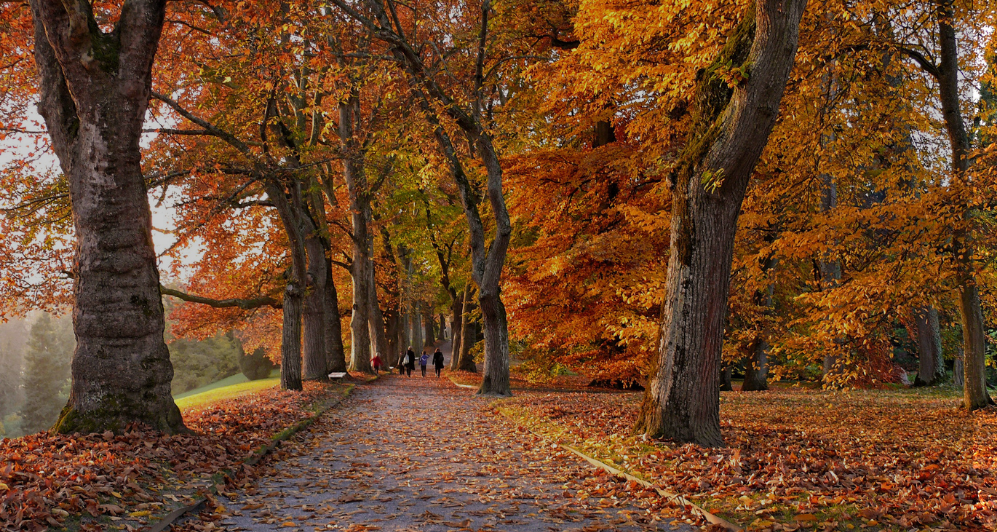 Full width project banner image